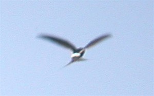 White-rumped Swift  - Apus caffer 2 © John Muddeman